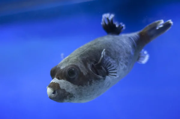 Pesci in acquario — Foto Stock