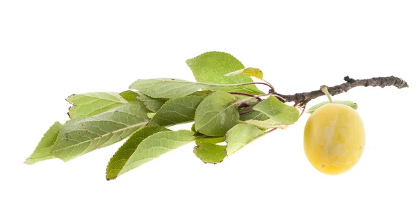 Rama de ciruelas sobre un fondo blanco — Foto de Stock