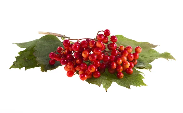 Viburnum berries on a white background isolation — Stock Photo, Image