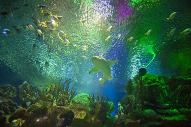 St. Petersburg. Oceanarium. Akvaryum içinde bir balık