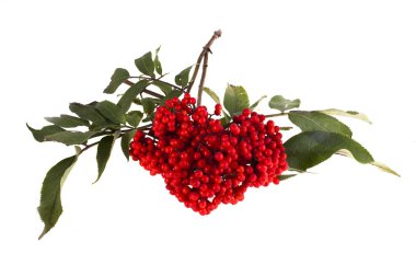 Mürver beyaz zemin yalıtımı hakkında