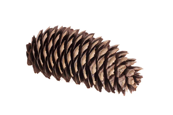 Cones on a white background — Stock Photo, Image