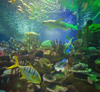 St. Petersburg. Oceanarium. Akvaryum içinde bir balık