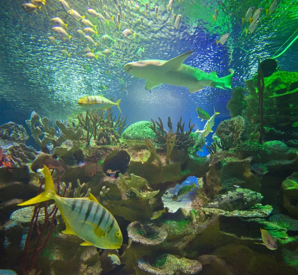 Sint-Petersburg. Oceanário de Lisboa. Vissen in een aquarium — Stockfoto