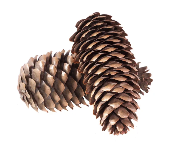 Two fir cones on a white background — Stock Photo, Image