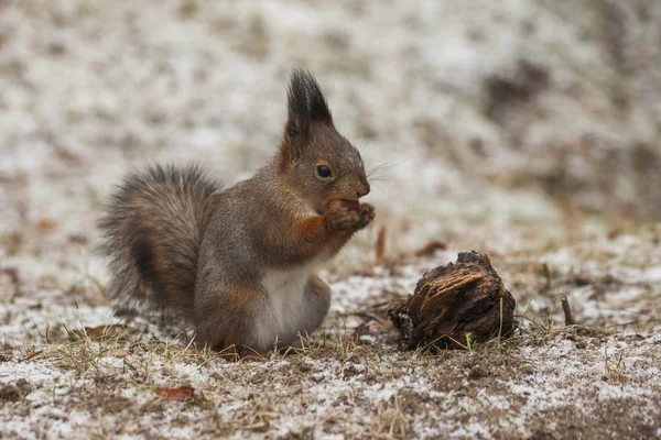 Rotes Eichhörnchen isst Nuss — Stockfoto