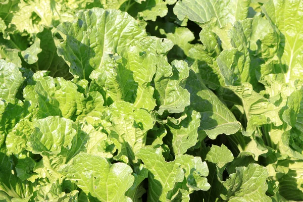 Chinese cabbages field — Stock Photo, Image