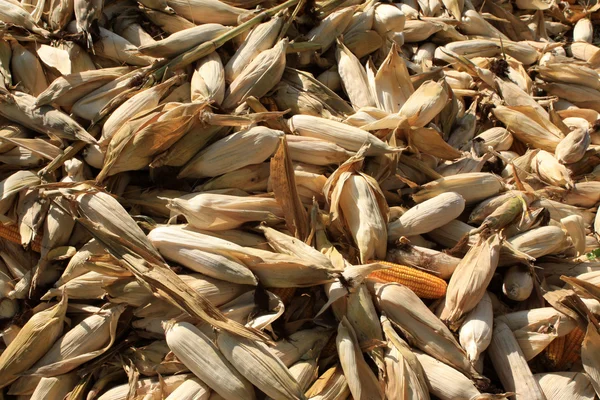 Kupie kolby kukurydzy raw — Zdjęcie stockowe