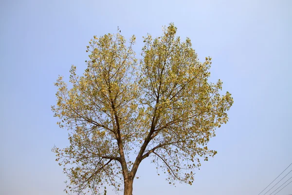 Primavera solitária árvore amarela — Fotografia de Stock