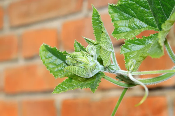 Green plants bud on wall — Stock Photo, Image