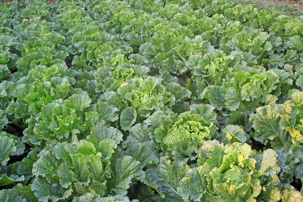 Yeşil Çince lahana — Stok fotoğraf