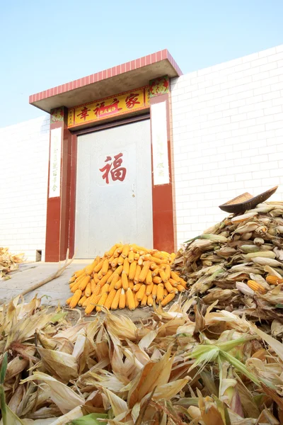 Corn pileat farm gate — Stock Photo, Image