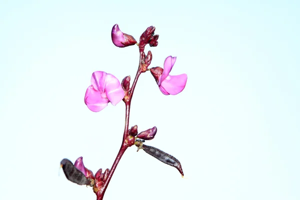 粉红色的豌豆植物花 — 图库照片