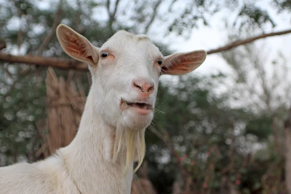Goat animal outside — Stock Photo, Image