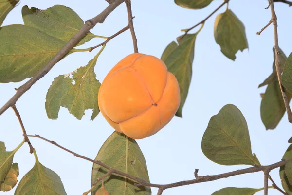 Buah persimmon emas pada cabang — Stok Foto