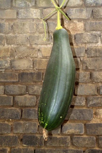 Green pumpkin on grey wall — Stock Photo, Image