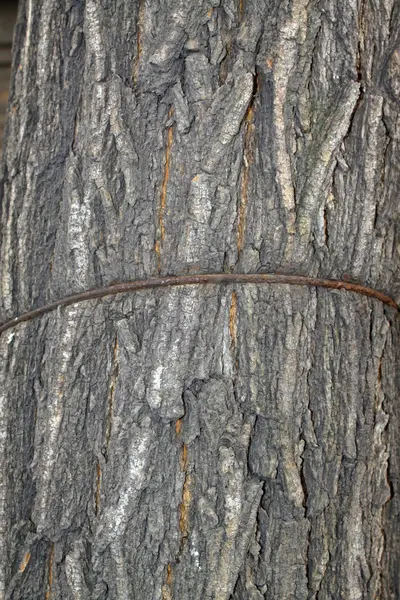 Old bark — Stock Photo, Image