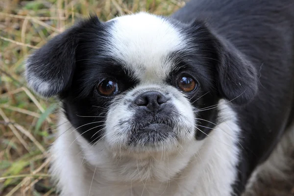 Gros plan d'un chien — Photo