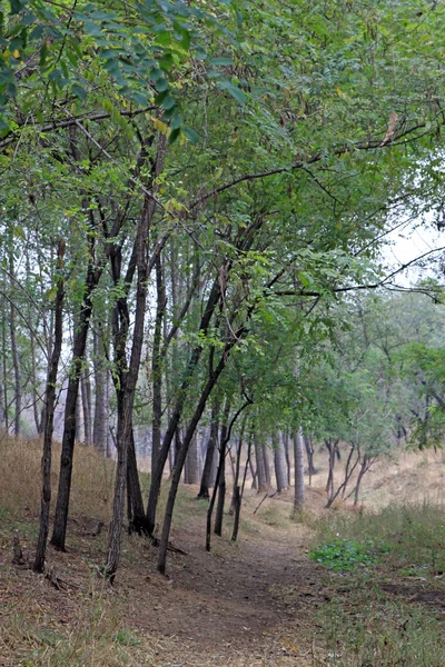 Wald im Frühling — Stockfoto