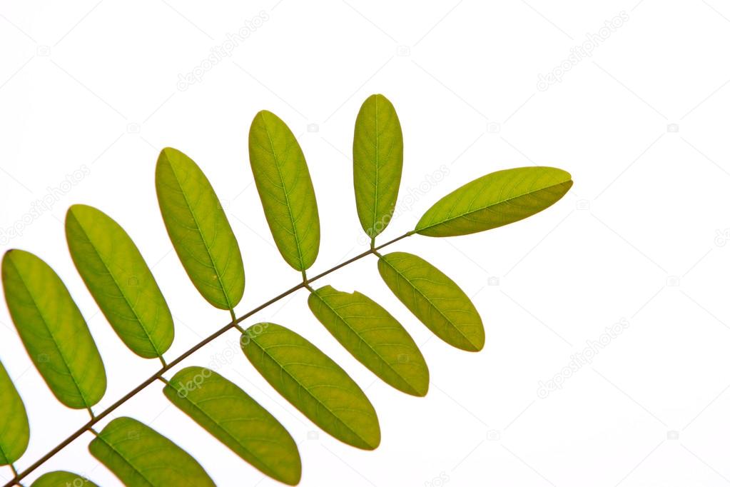 green pinnately compound leaf