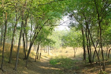 ormanda ağaçların arasında yol