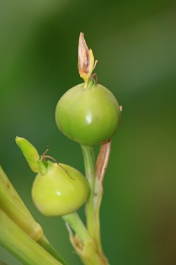 yabani bitki tomurcukları