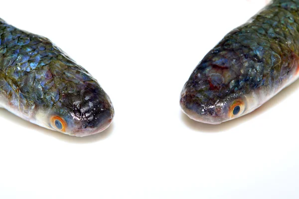 Frischer Barrakuda-Fisch — Stockfoto