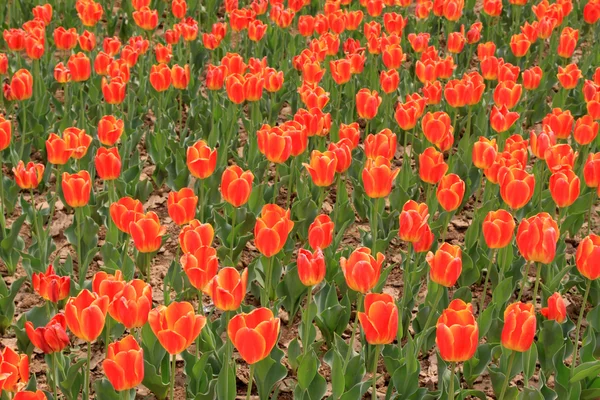 Virágzó piros tulipán virág Stock Kép