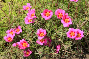 vahşi pembe çiçek çiçekler