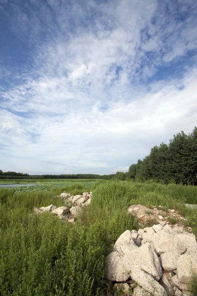 Bouwafval en gras — Stockfoto