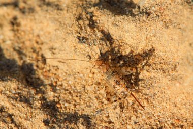 Kriket böcek zemin üzerinde