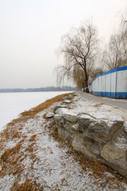 solmuş ve sarı ağaçlar kar