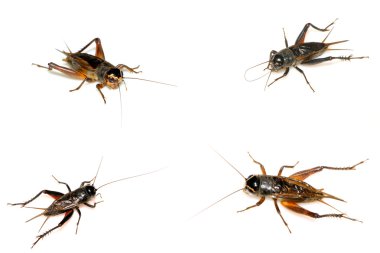 düz kanatlılar böcekler, cırcır böceği