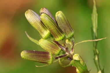 Yeşil ot bitki tomurcukları
