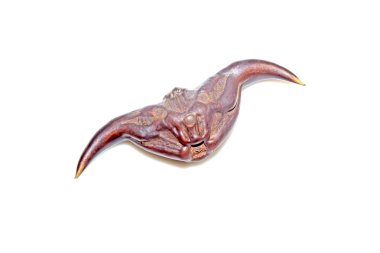 Beyaz arka planda boğadikeni