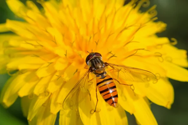 Syrphidae böcek çiçek üzerinde — Stok fotoğraf