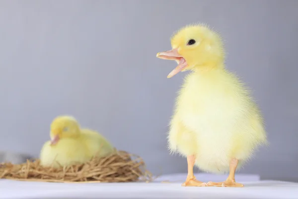 Primer plano de patitos primer plano —  Fotos de Stock