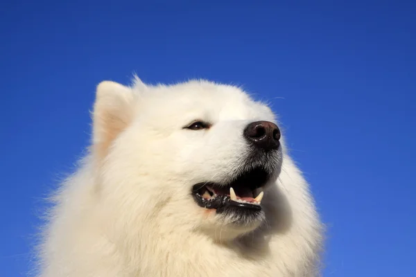 Evde beslenen hayvan köpek samoyed portre Stok Resim