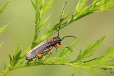 Coleoptera cerambycidae böcek