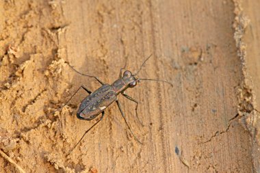 kaplan böceği böcek - cicindelidae