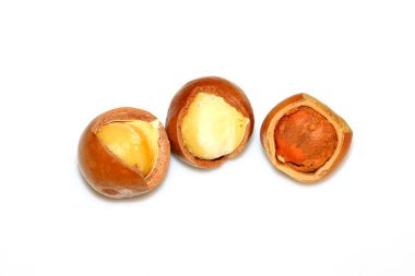 fındık - tür fındık