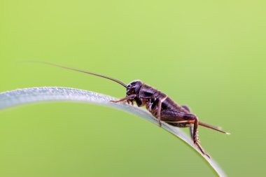 cricket nymph insect clipart