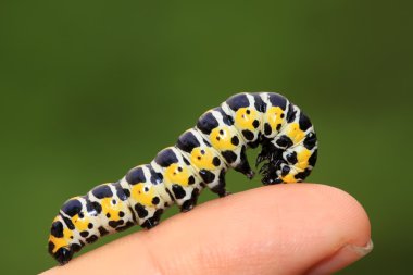 butterflies larvae in the person's fingers clipart