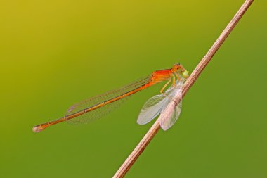 vahşi yırtıcı yusufçuklar