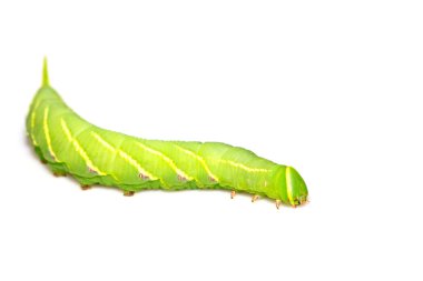 chanis bilin eata walker