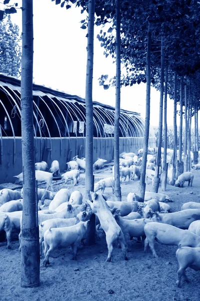 Çiftlikteki domuz sürüsü — Stok fotoğraf