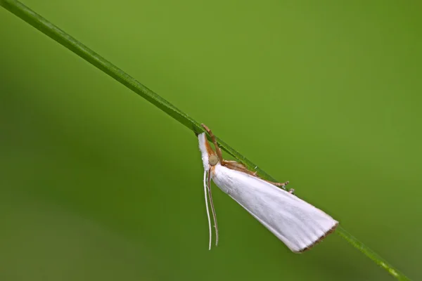 Vit nattfjäril insekt — Stockfoto
