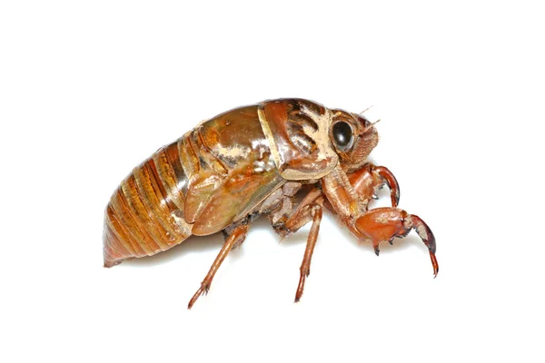 Ağustosböceği beyaz zemin üzerine — Stok fotoğraf