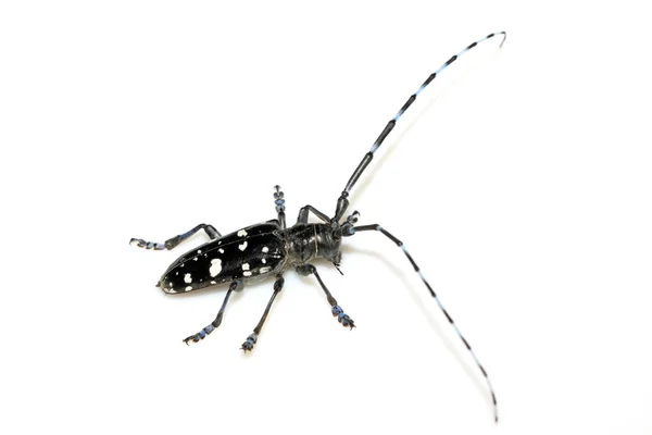 Coleoptera inseto chamado anoplophora — Fotografia de Stock