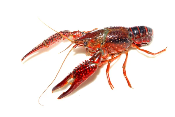 Satu crayfish menutup — Stok Foto